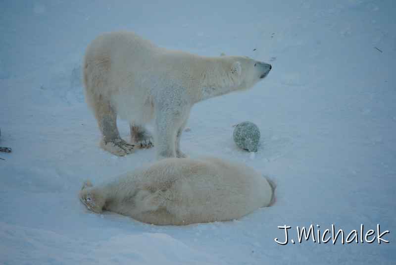 DSC_9665.JPG
