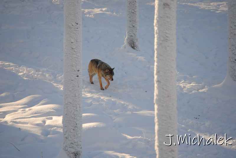 DSC_9698.JPG