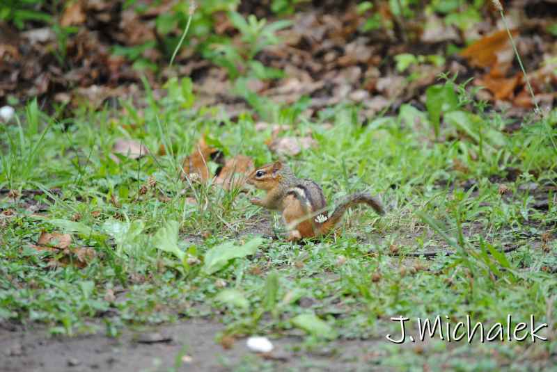 DSC_1904.JPG