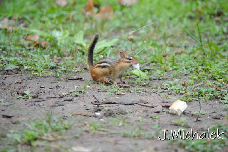 DSC_1905.JPG