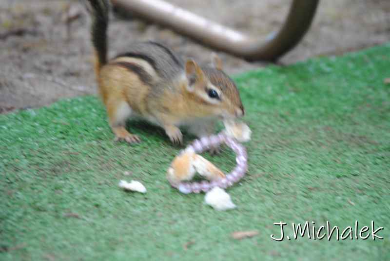 DSC_1909.JPG