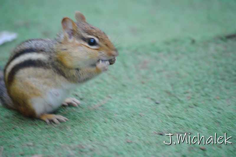 DSC_2077.JPG