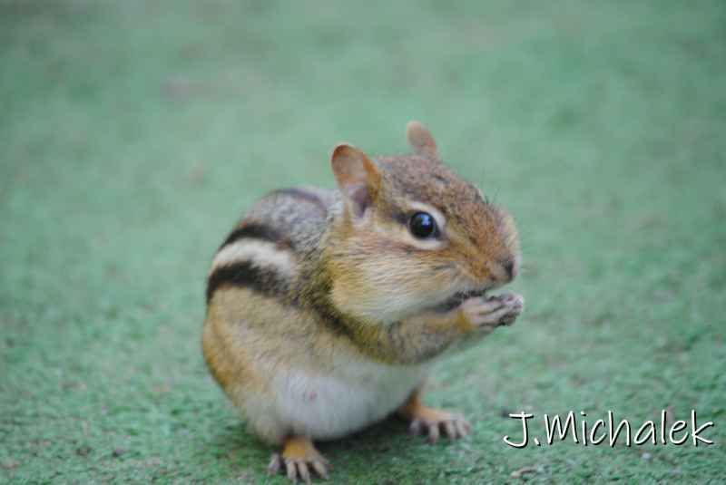 DSC_2084.JPG