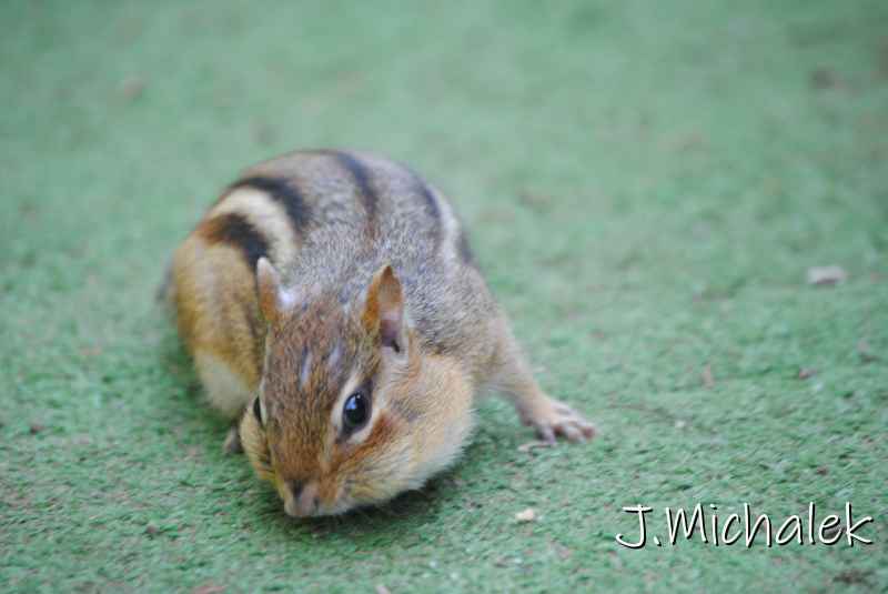 DSC_2085.JPG
