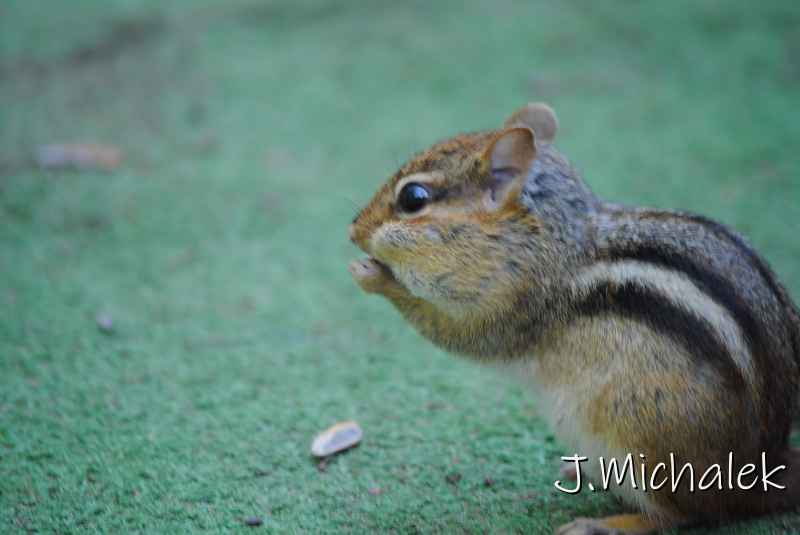 DSC_2086.JPG