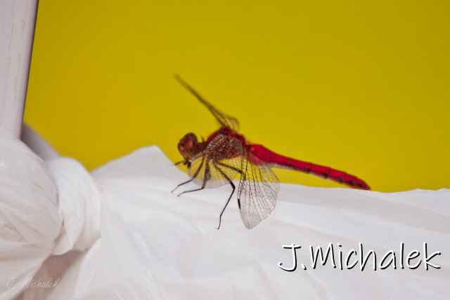 DSC_3195_lredit_small.jpg
