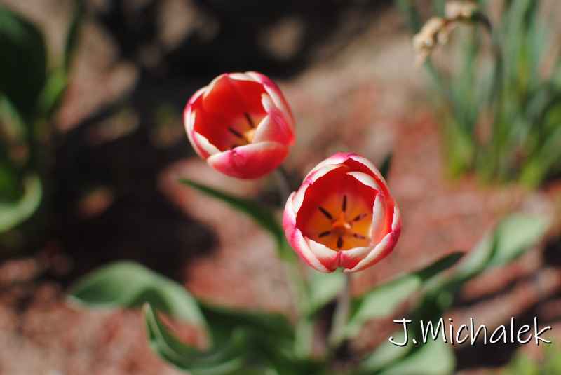 DSC_7497.JPG