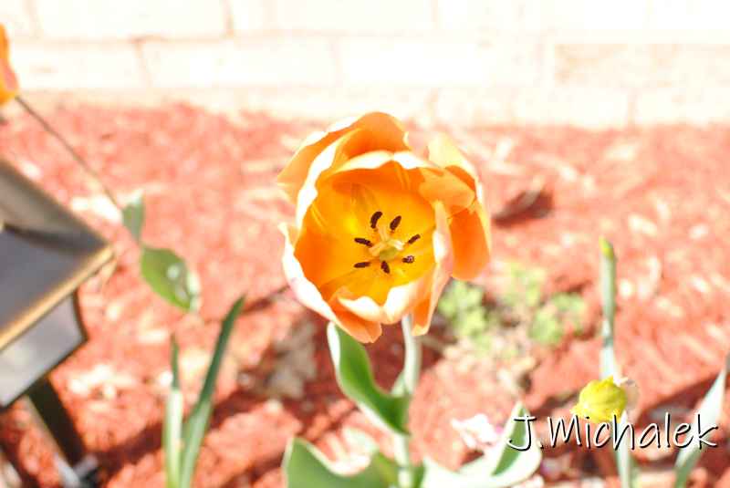 DSC_7500.JPG