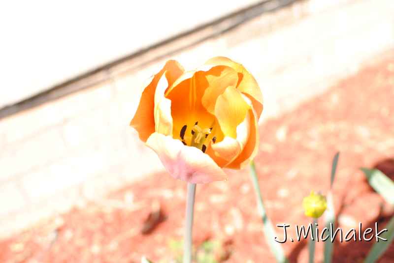 DSC_7501.JPG