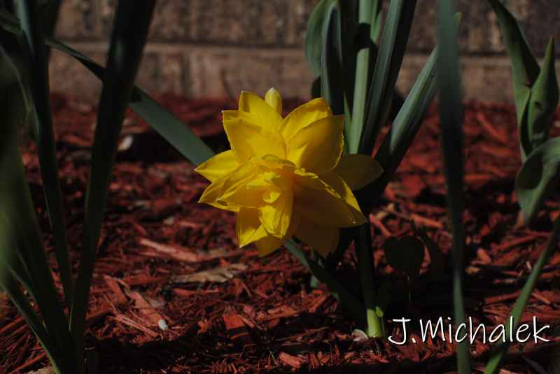 DSC_7503.JPG