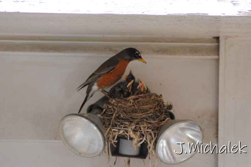 DSC_7753.JPG