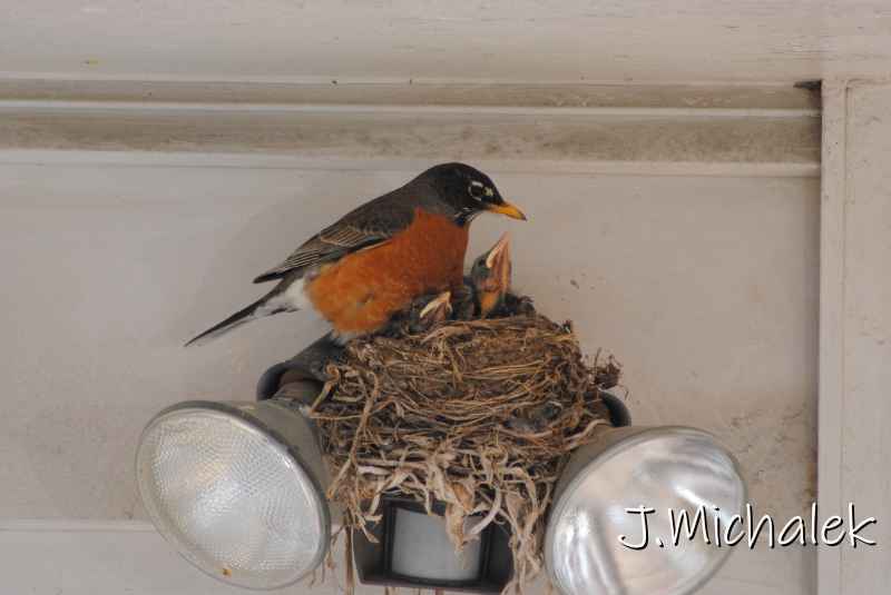 DSC_7779.JPG