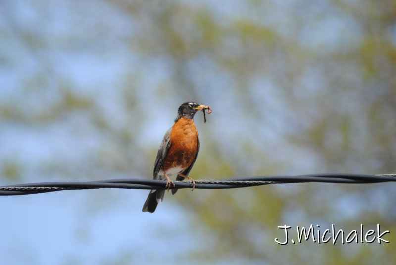 DSC_7800.JPG