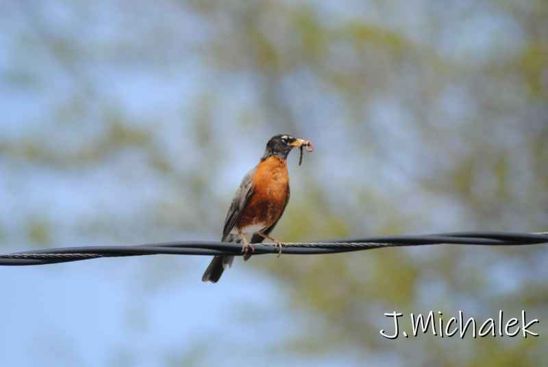 DSC_7801.JPG