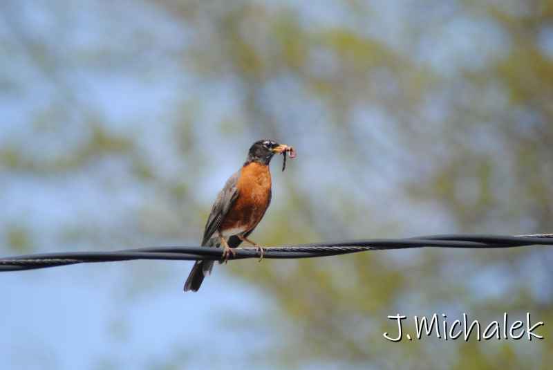 DSC_7804.JPG