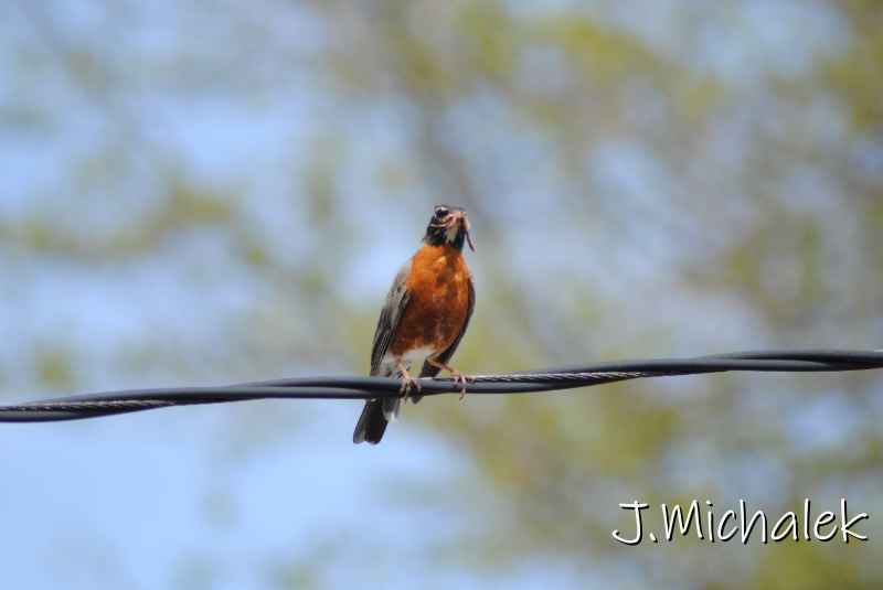 DSC_7806.JPG