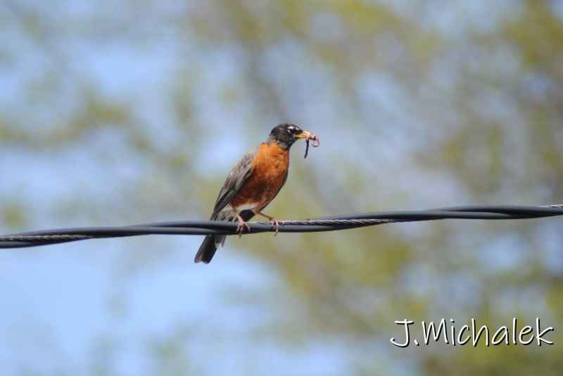 DSC_7808.JPG