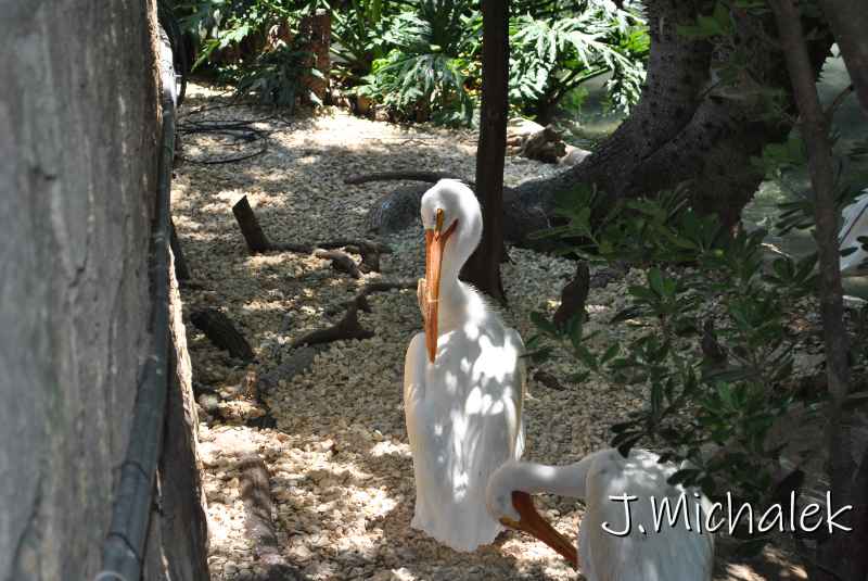 DSC_8575.JPG