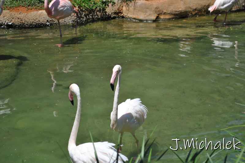 DSC_8636.JPG