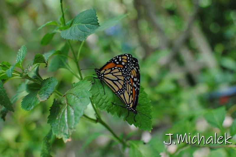 DSC_8651.JPG