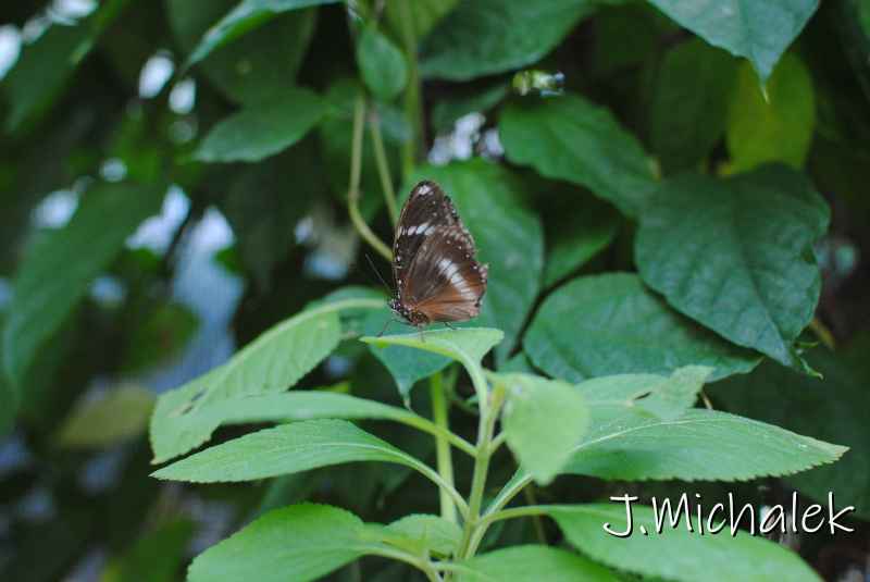 DSC_8653.JPG