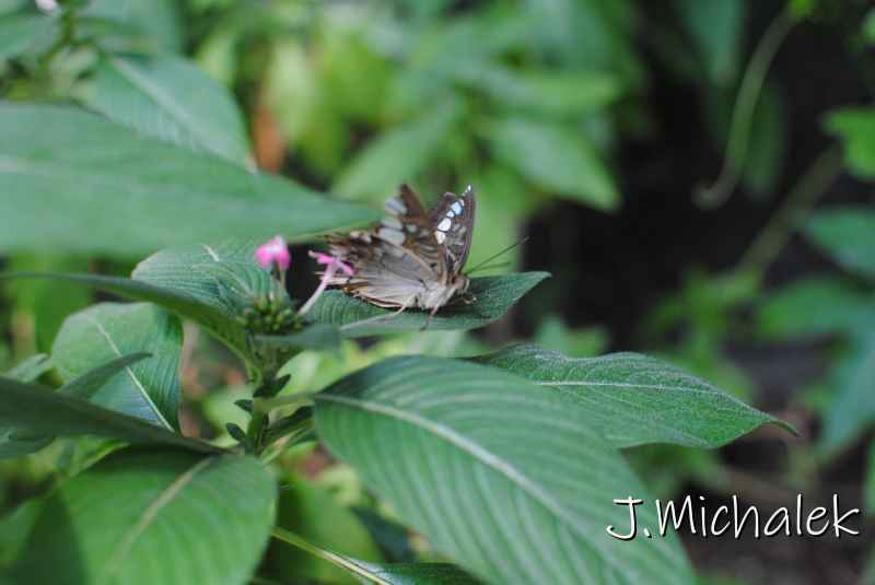 DSC_8655.JPG