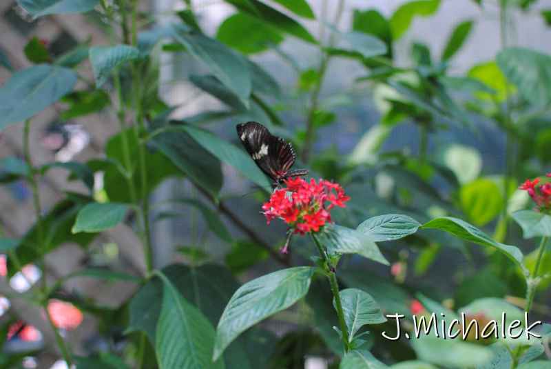 DSC_8657.JPG