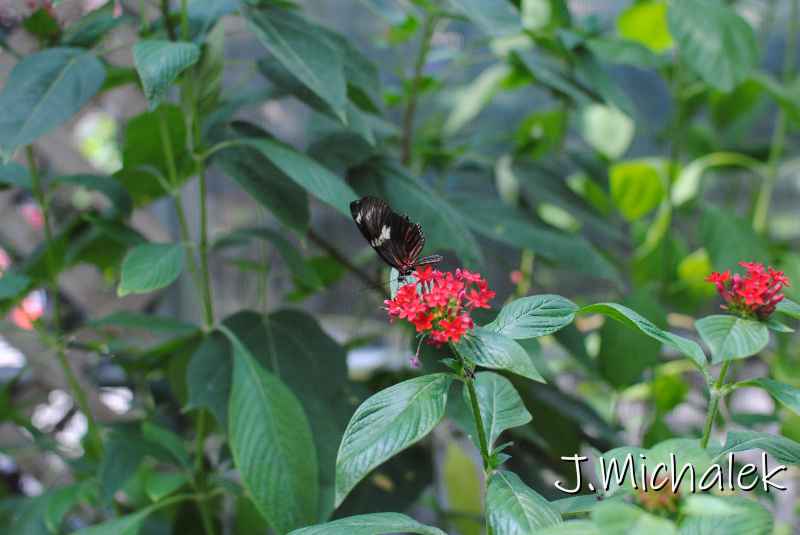 DSC_8659.JPG