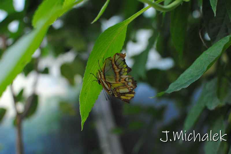 DSC_8674.JPG