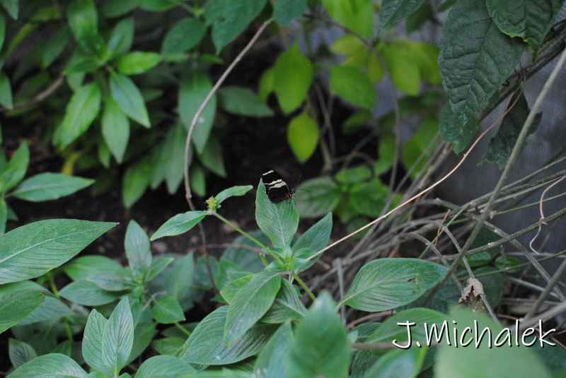 DSC_8676.JPG