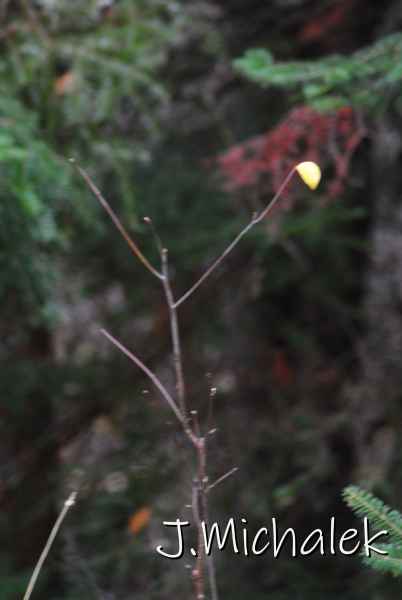 DSC_1214.JPG