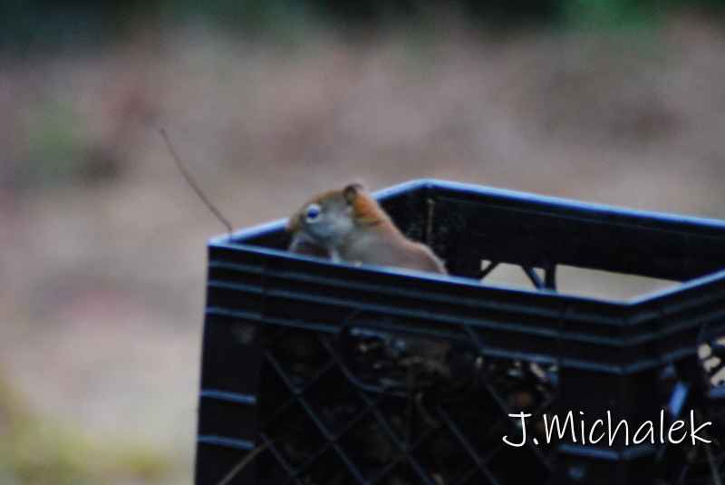 DSC_1222.JPG
