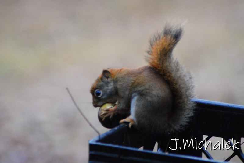 DSC_1233.JPG