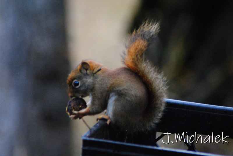 DSC_1235.JPG
