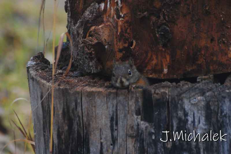 DSC_1252.JPG