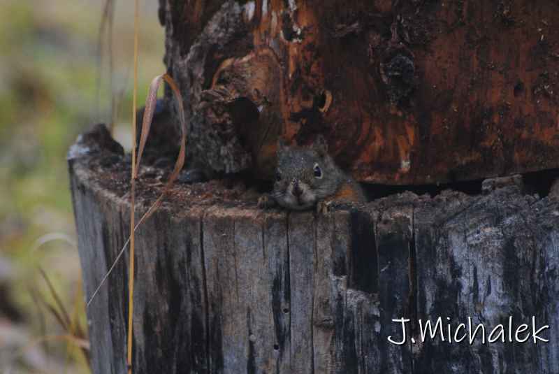 DSC_1253.JPG