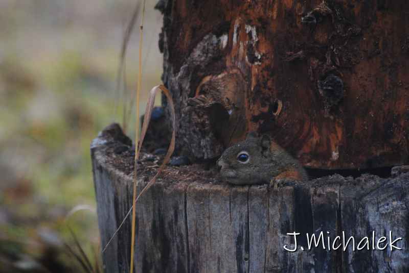 DSC_1256.JPG