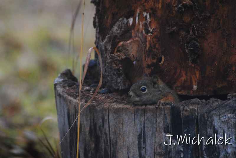 DSC_1257.JPG