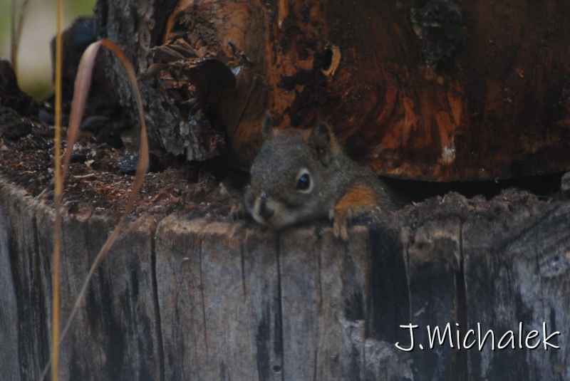 DSC_1263.JPG