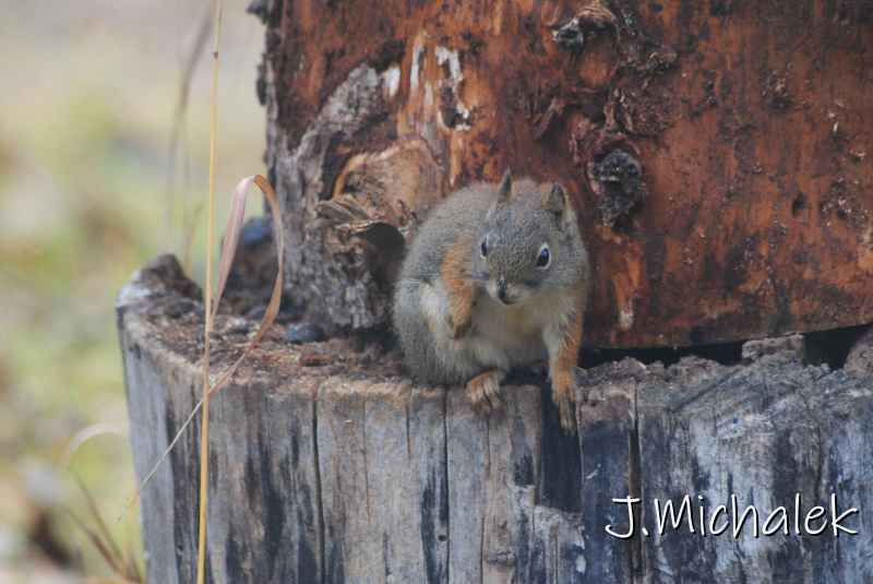 DSC_1276.JPG