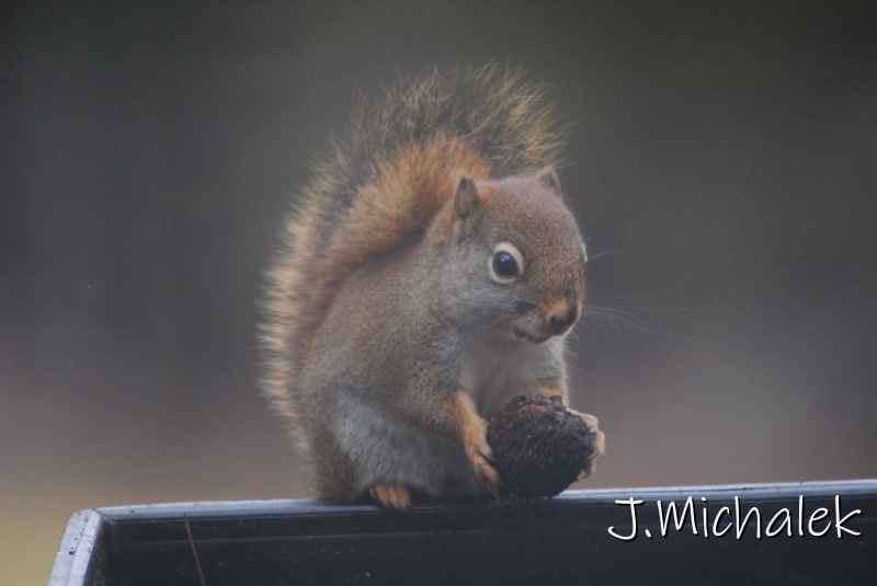 DSC_1285.JPG