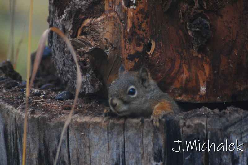 DSC_1293.JPG