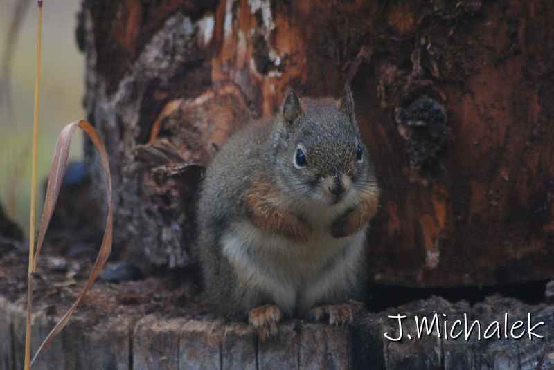 DSC_1302.JPG