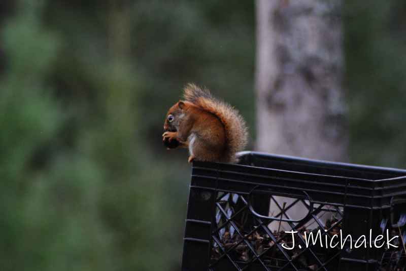 DSC_1306.JPG
