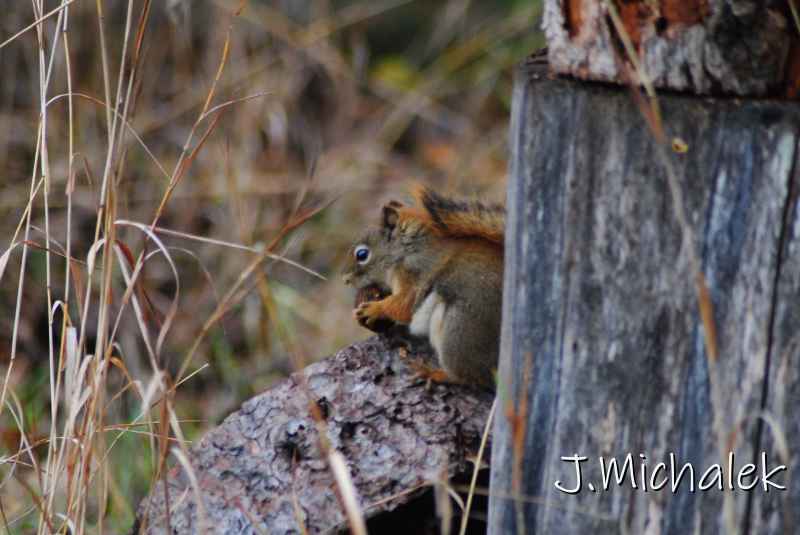 DSC_1309.JPG