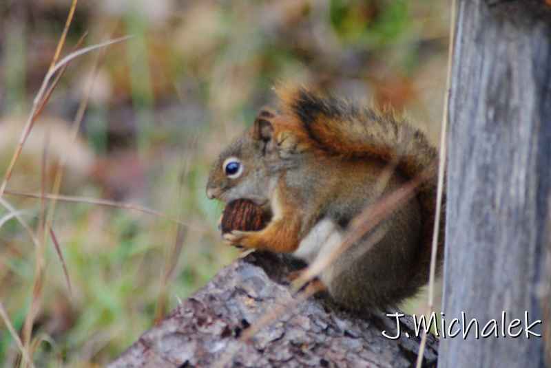 DSC_1316.JPG
