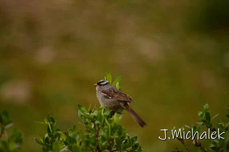 D7K_5893.JPG