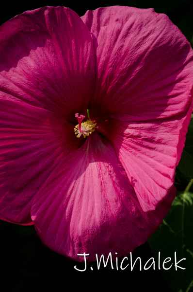 D7K_7359.jpg