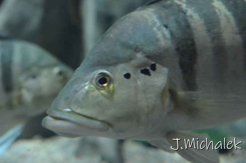 D7M_1533.JPG