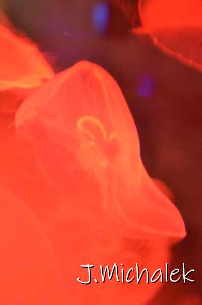 D7M_1536.JPG